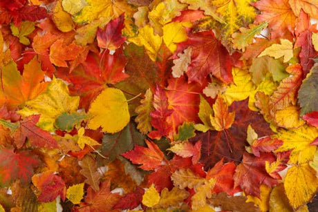 Getting Your Outdoor Space Ready for Fall
